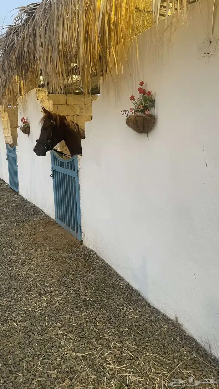 مربط الاعجاب للخيل العربية الاصيلة 3