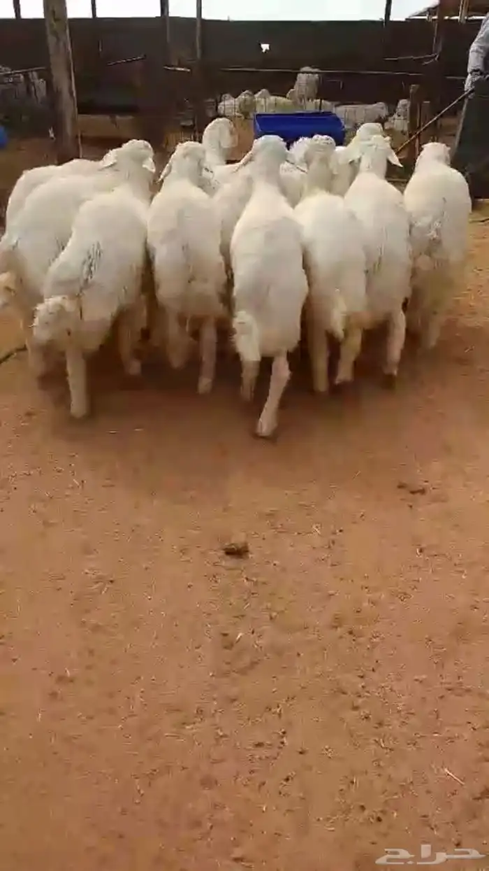 ذبايح 1