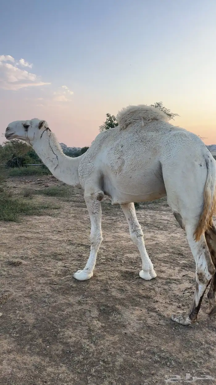 بعير اوضح هادي ومشروط 2