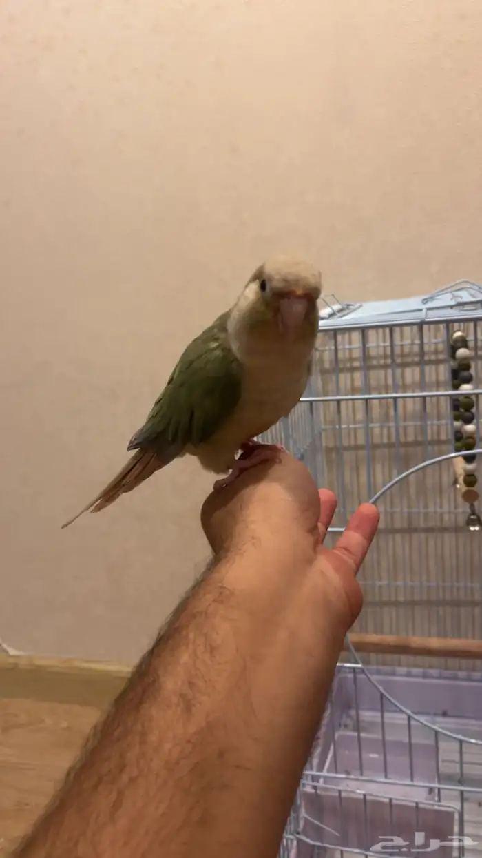 تم البيع تم البيع كنيور نعناعي لون جميل 0