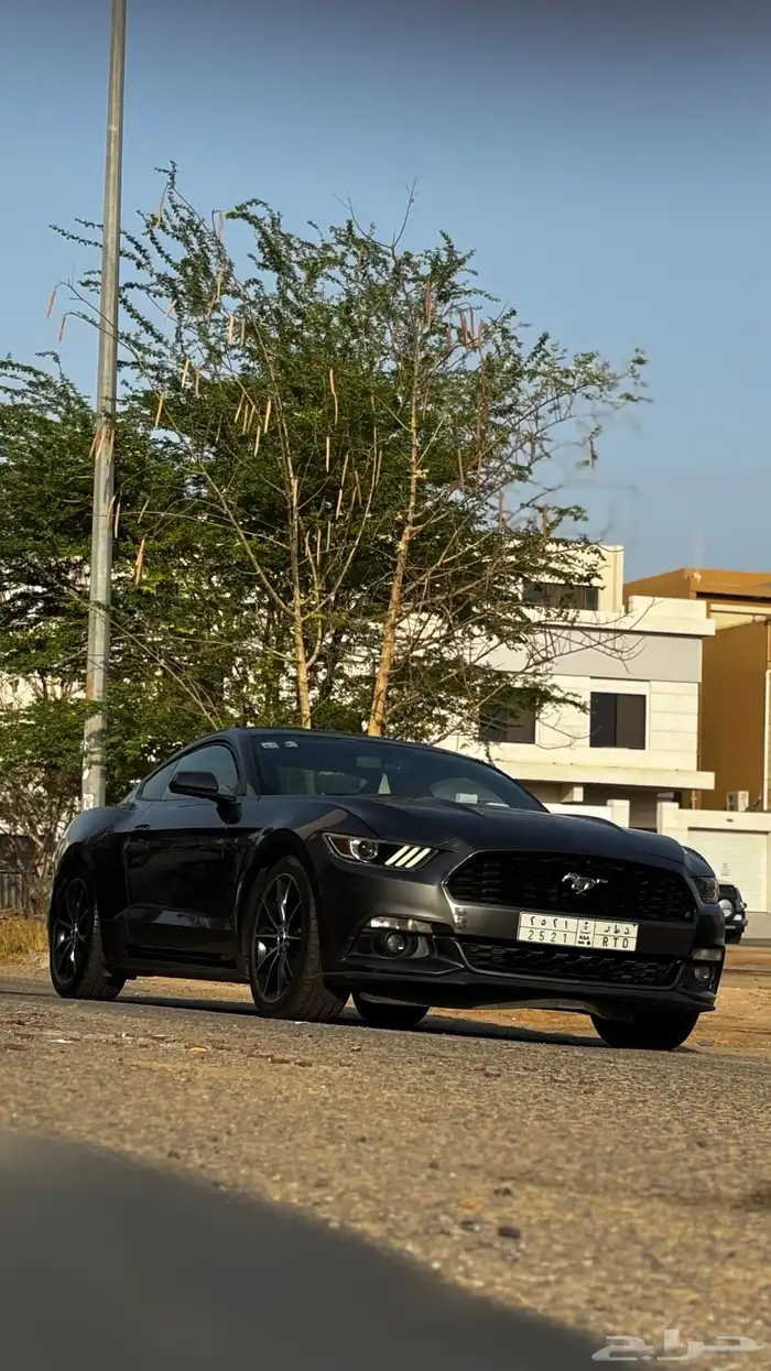 موستنق 2016 6