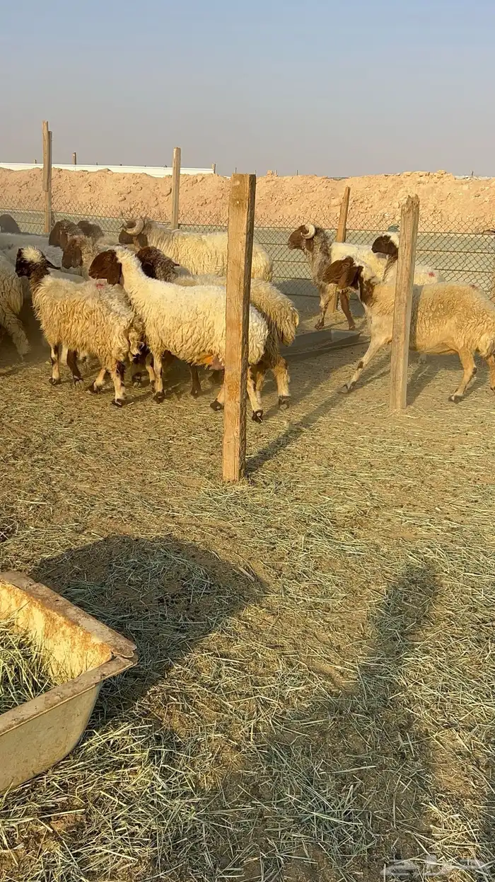 غنم نعيم مراح دفيع ومولده 8