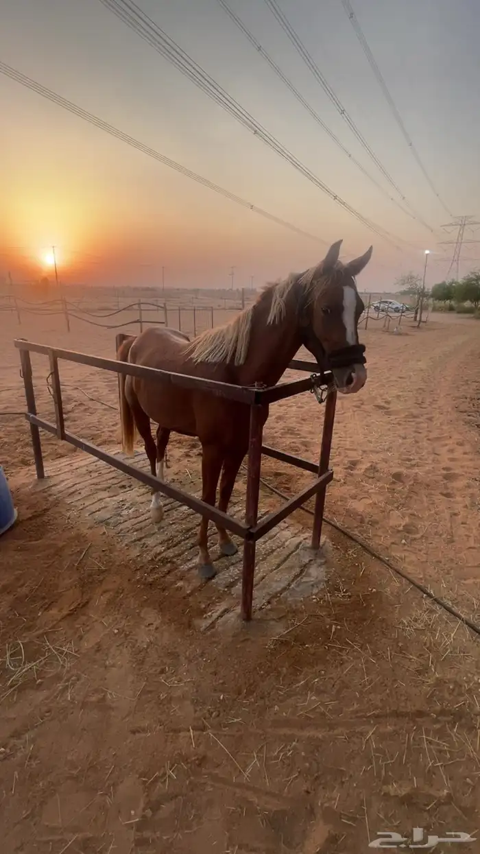 مهر واهو والبيع شعبي 1