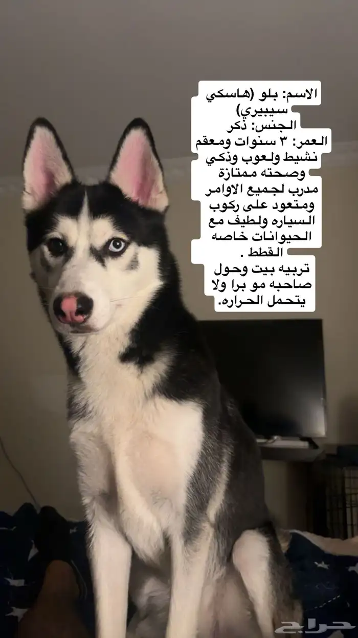 للتبني كلب هاسكي سيبيري (معقم) 0
