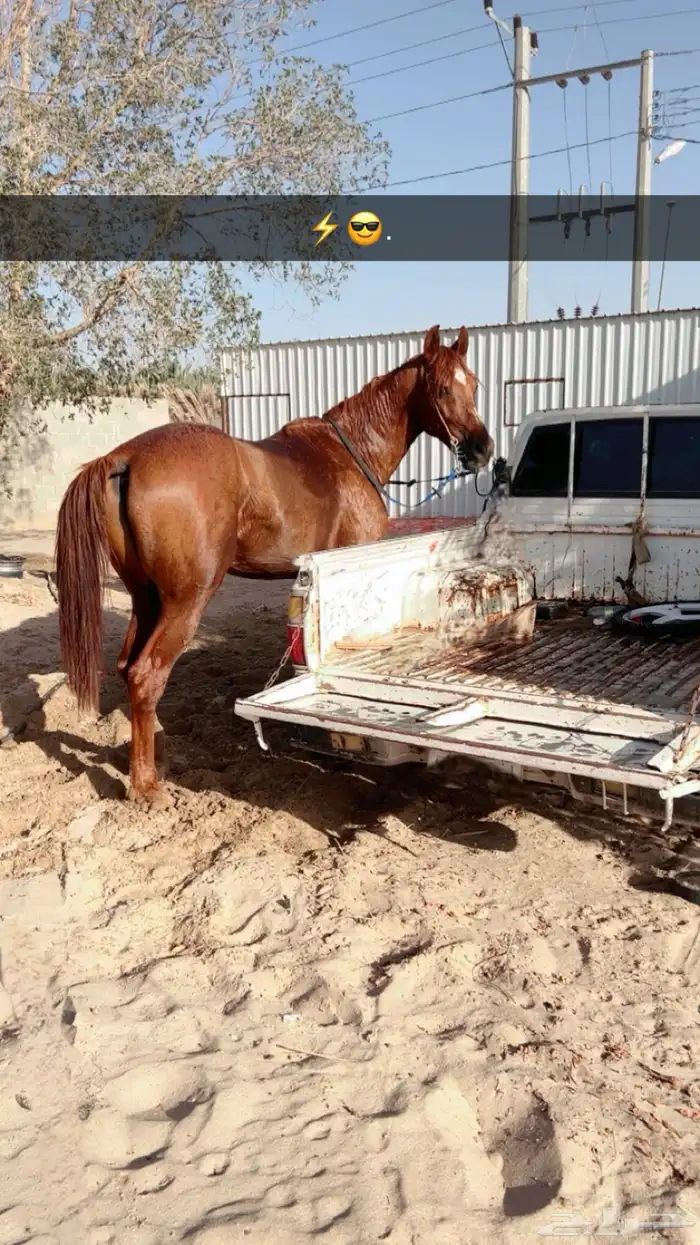 حصان شعبي كفو سبق وطرب . 0