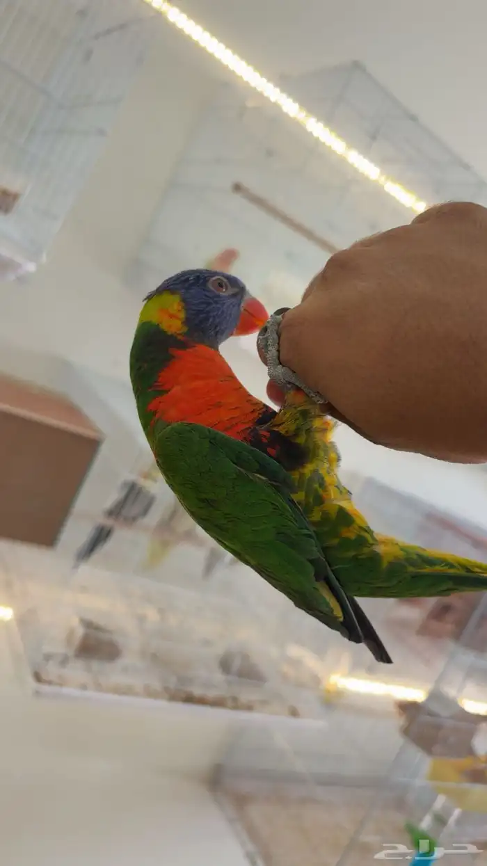 لوري قمه في الولافه لعوب مايعرف العض ومتكلم في الوجه 7