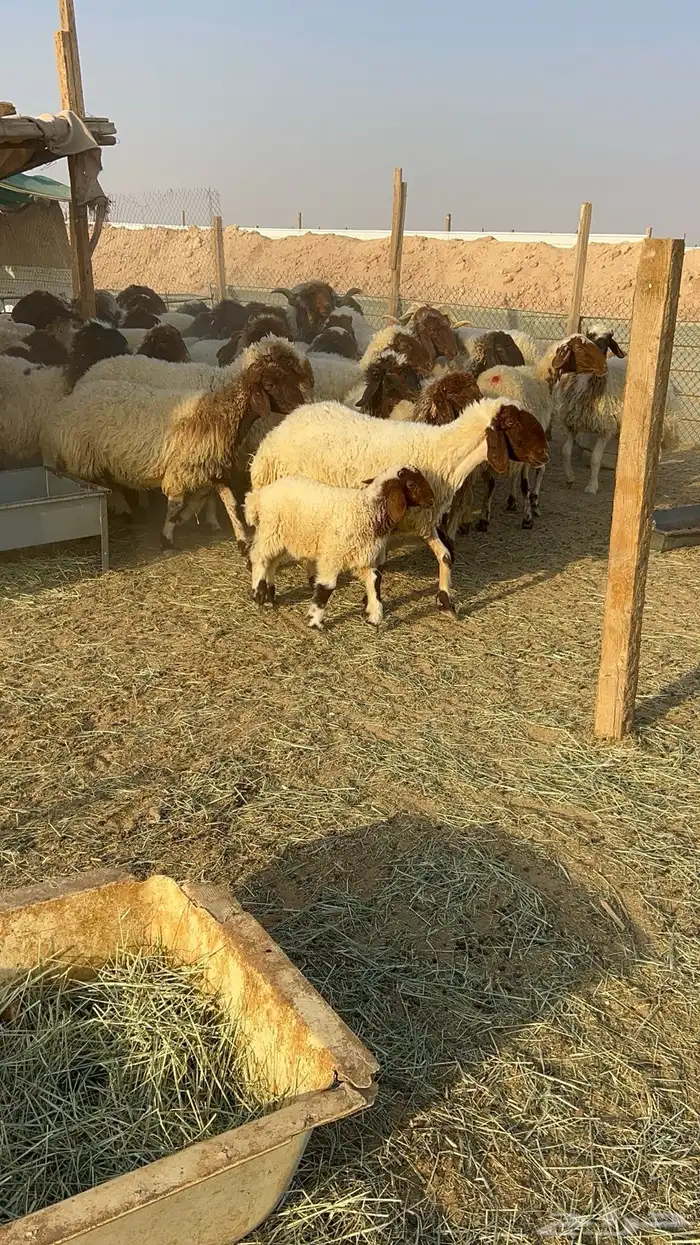 غنم نعيم مراح دفيع ومولده 5