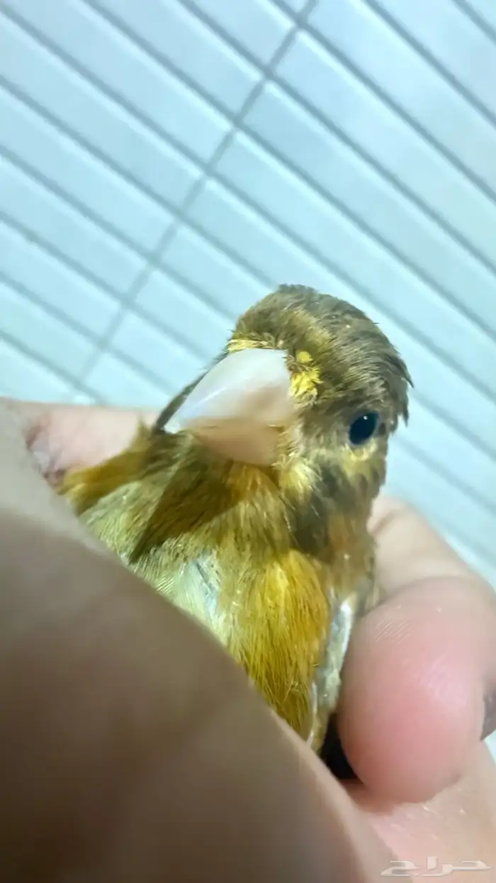 3 ذكور كناري بسكوتي للبيع مع انثى 6