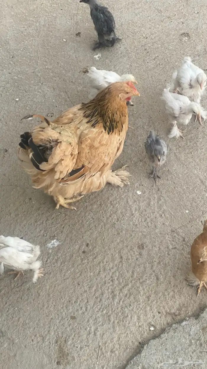 دجاجة براهمة مع صيصانها 0