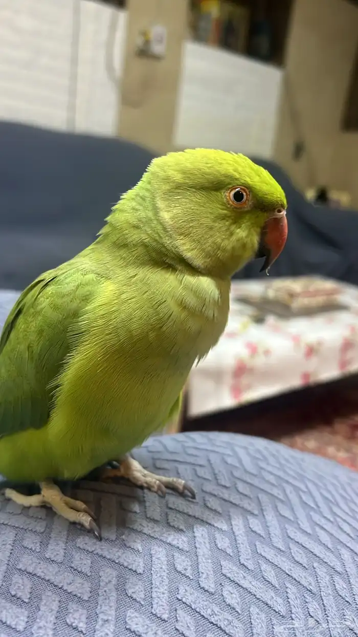 ذرة أنثى الليفه 1