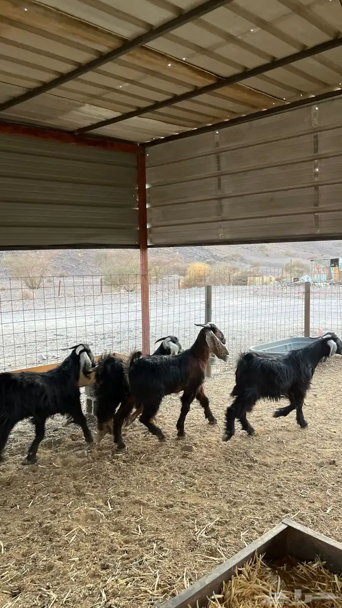 تيوس جدعان مخاصي جاذعان 8