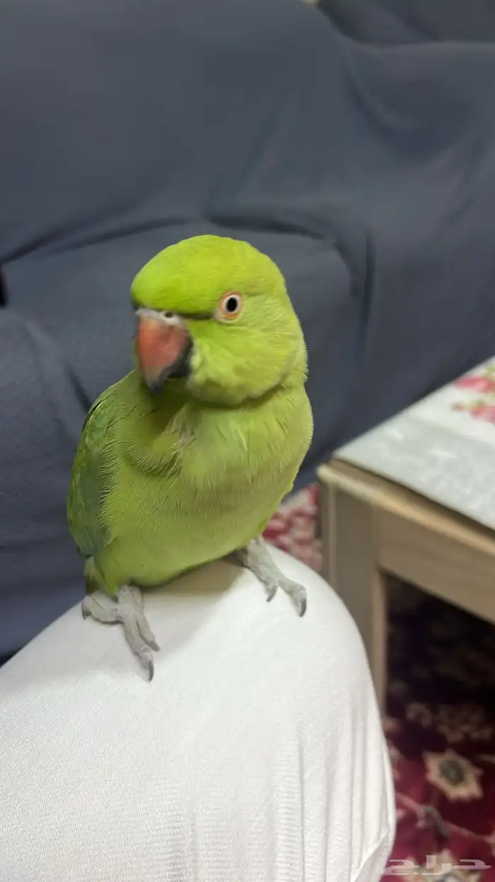 ذرة أنثى الليفه 0