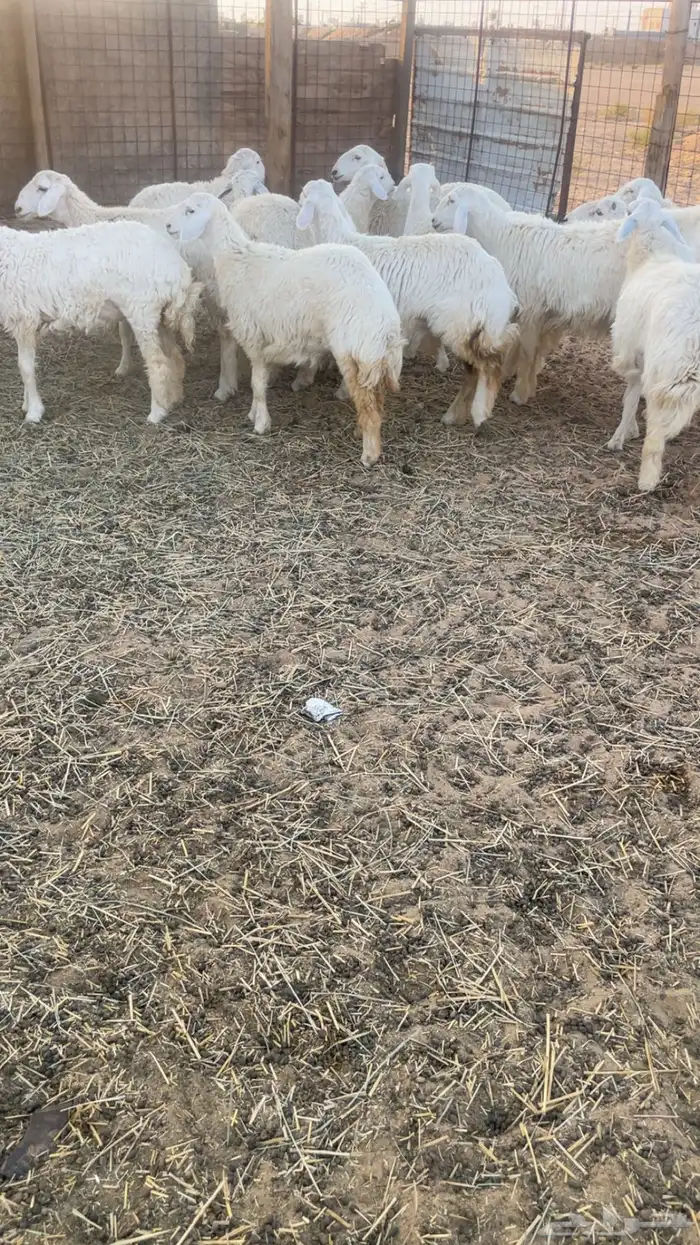 للبيع رخال حريات 0