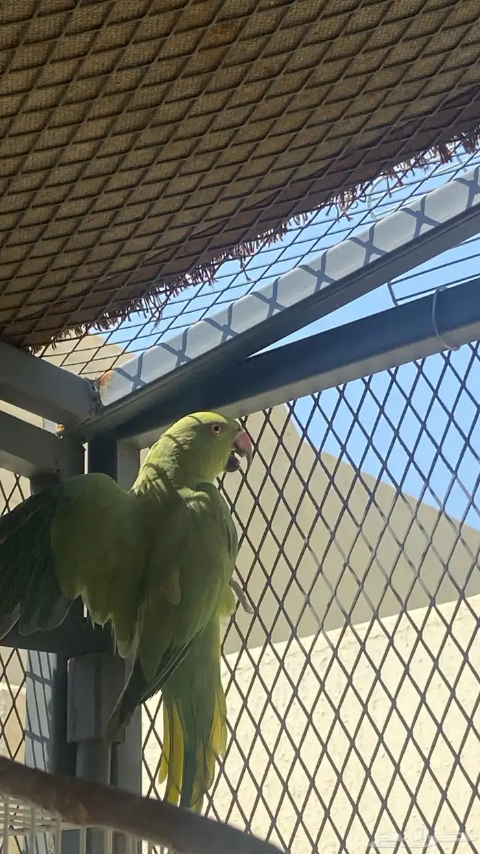 طير دره هندي أنثى 3