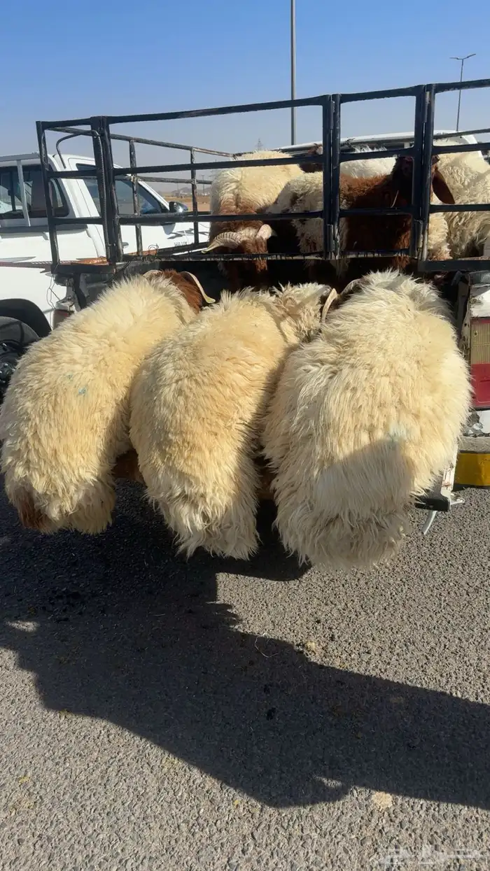 ذبائح حائل هرافي تيوس جبر 8