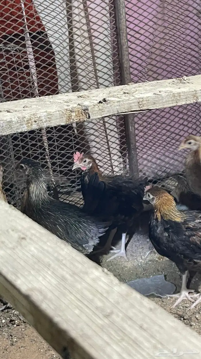 للبيع صوص عربي اصل افرق فيه اطقم وفيه تفردي 1