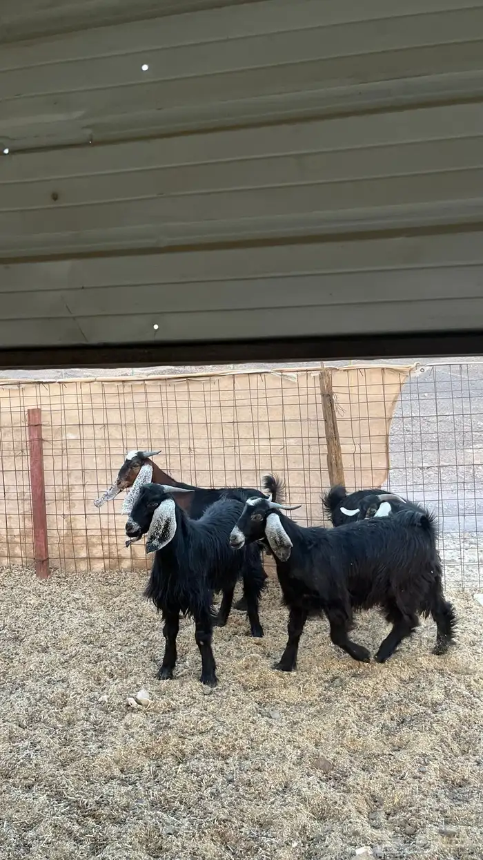 تيوس جدعان مخاصي جاذعان 3