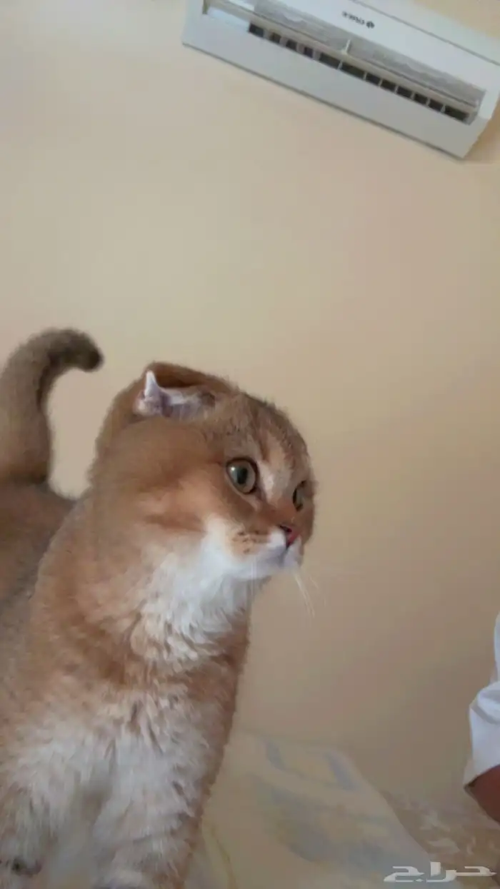 سكوتش قولد 0