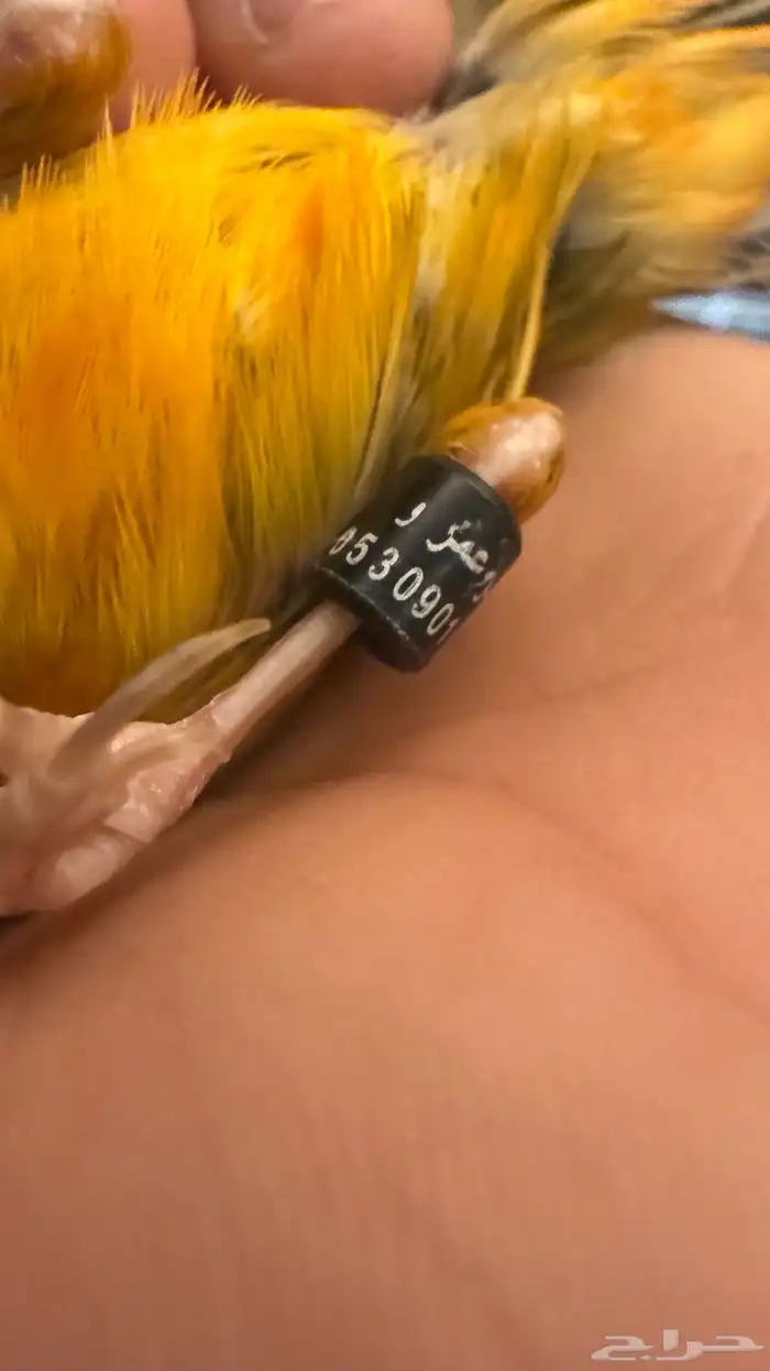 3 ذكور كناري بسكوتي للبيع مع انثى 5