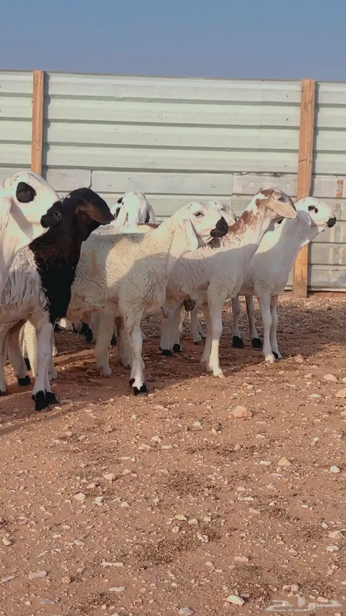 نعيمي حري سواكني رفيدي بربري 12