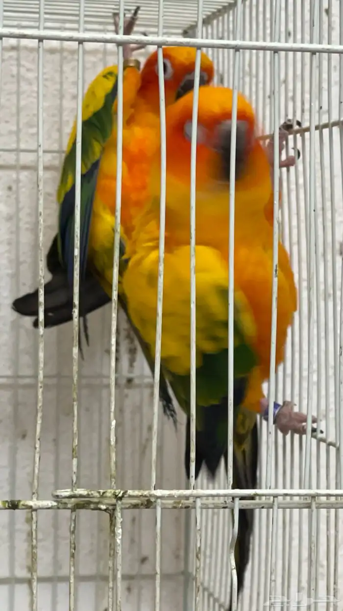 زوج صن كنيور 1