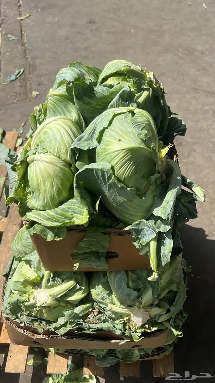 مندوب خضروات وفواكه من سوق الجملة العزيزية 15