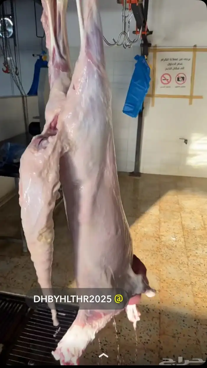 ذبيحتك جاهزه باتصال 5