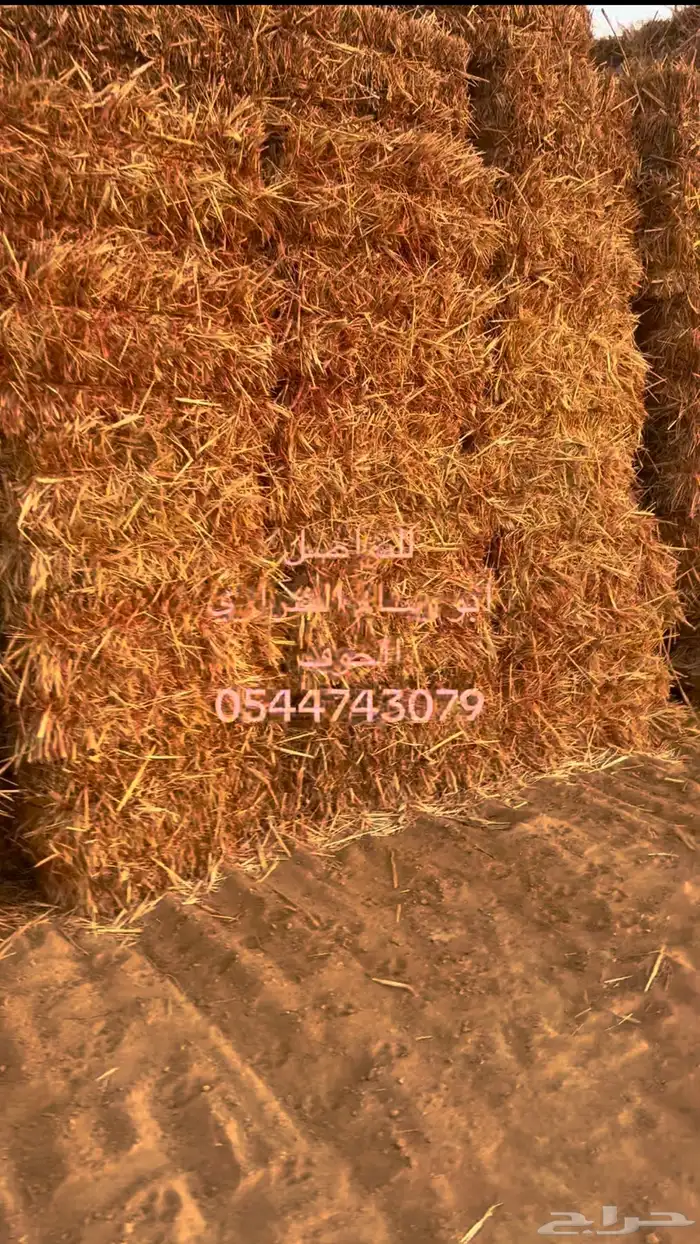 بلك ذرة جيزانية حمرا الجوف 0