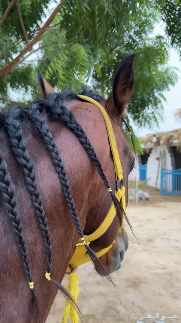 مربط الاعجاب للخيل العربية الاصيلة 2