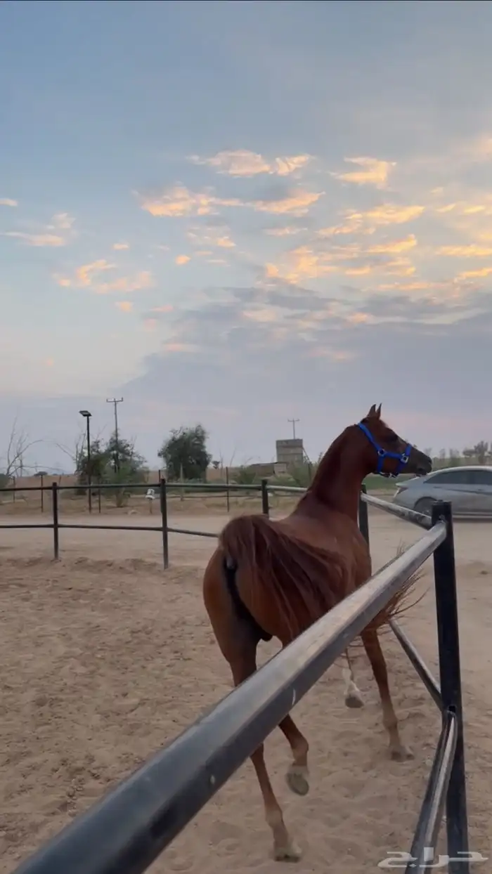 حصان واهو 4