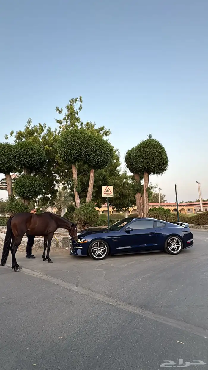 موستنج بيرفورمنس 2020 Mustang Performance ( تم البيع ) 4