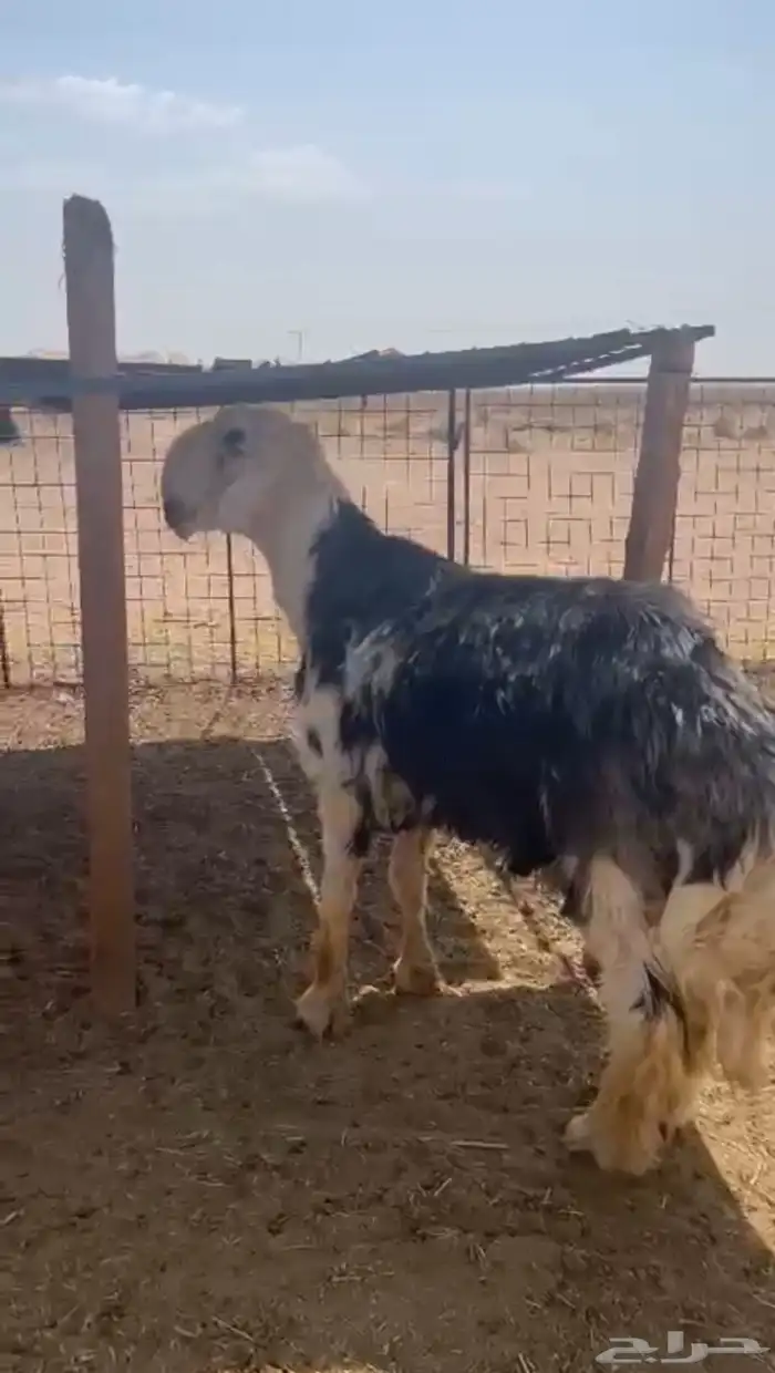 فحل نجدي مشروط تم البيع 1