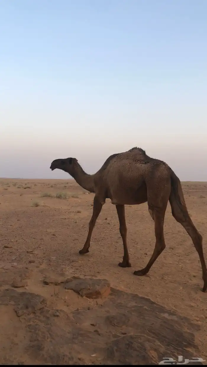 صفرا ظروبه 1