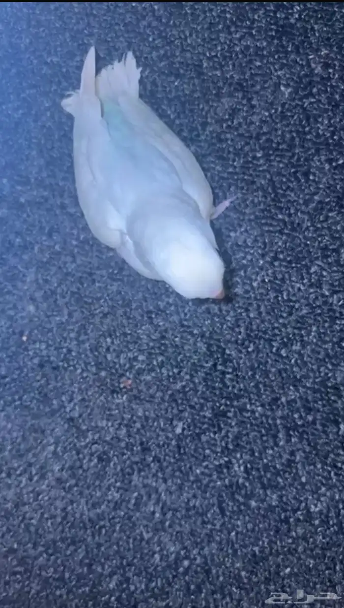 روزات نهايه غر 0