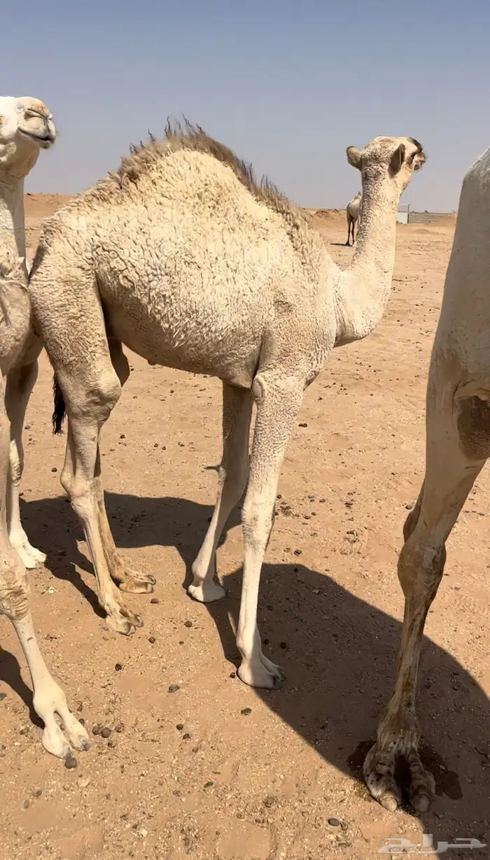 قعدان طيبه وفرصه تربيه حليب 0
