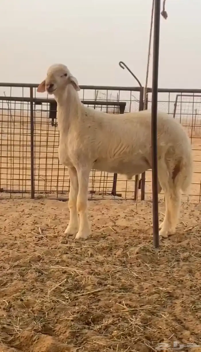 مشروع فحل صنف( تم البيع) 1