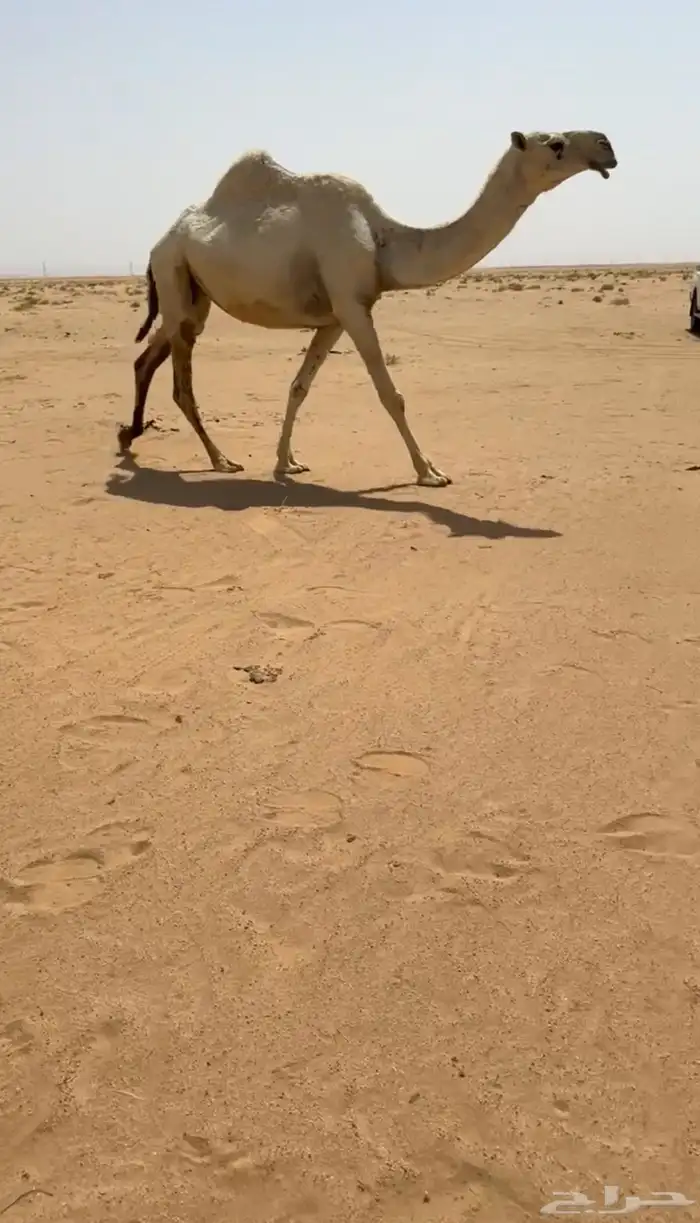 للبيع لقحه وضحا 0