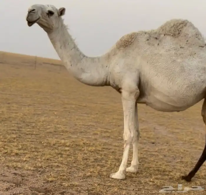 للبيع وضحى شبب ولقحة عبدانيه 1