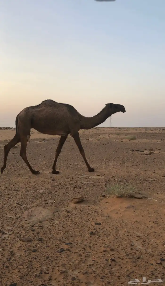 صفرا ظروبه 0