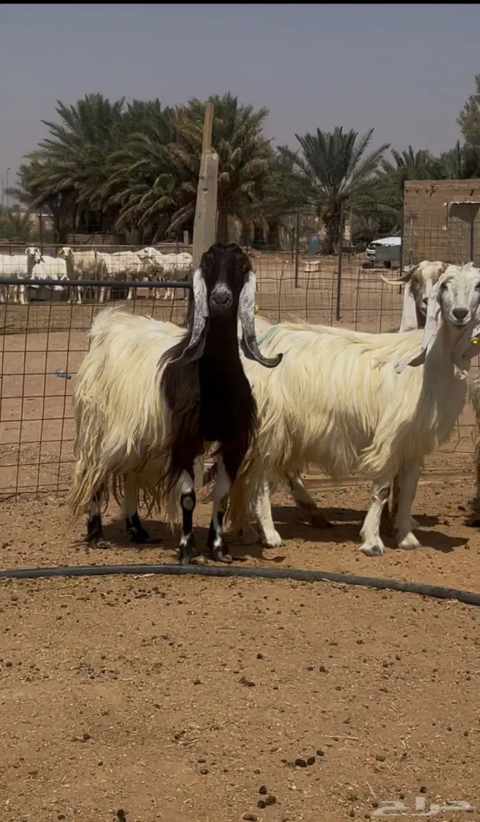 معزا مواليد للبيع 1