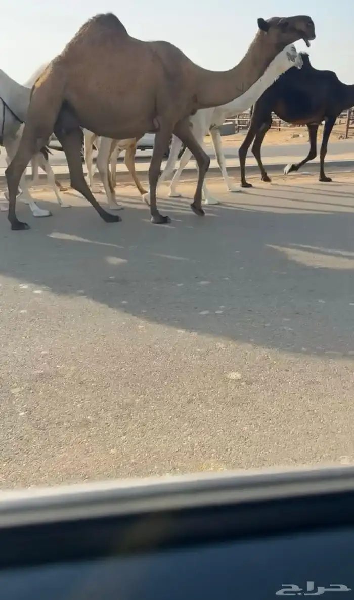 القحه صفرا رمانيه 1