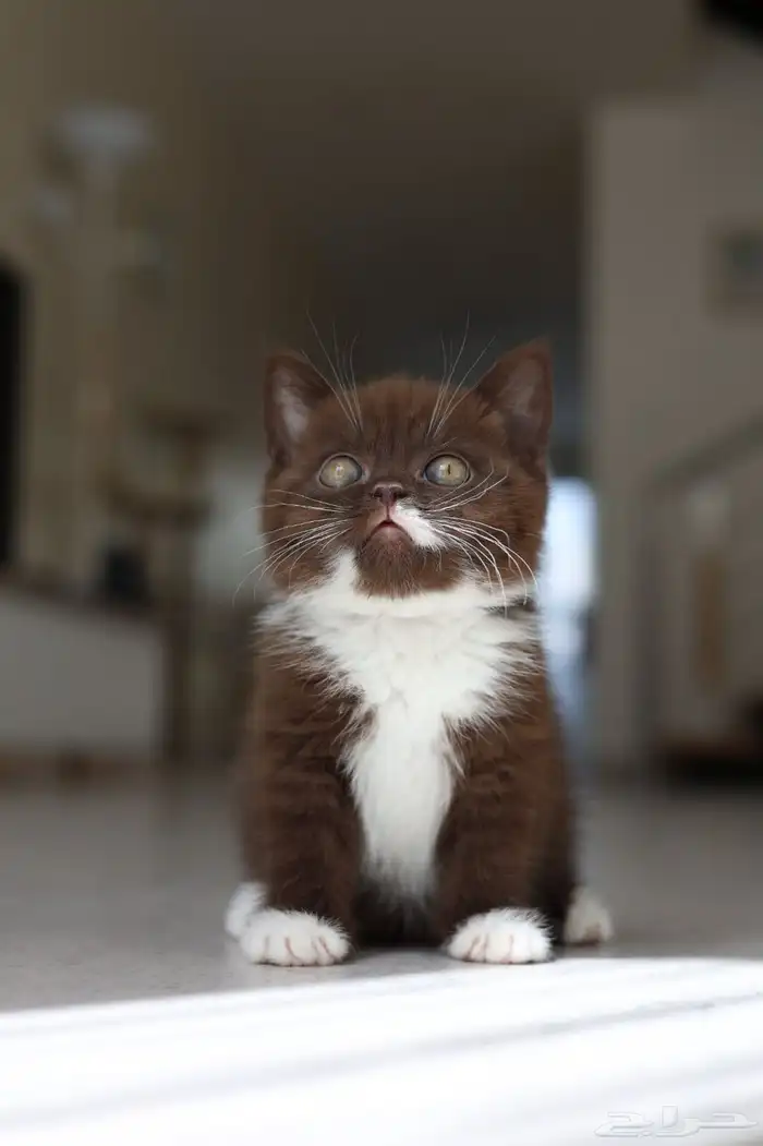 للبيع-برتش شورت هير-انثى- سينامون-يوجد دفع بالتقسيط 0