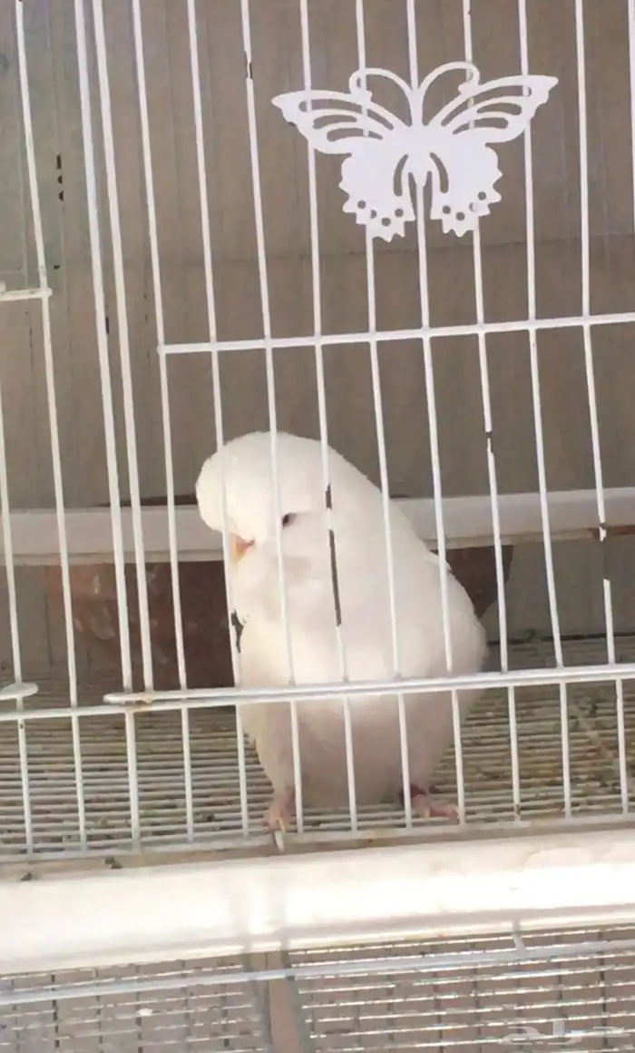 بادجي انجليزي   بادجي انقليزي 1