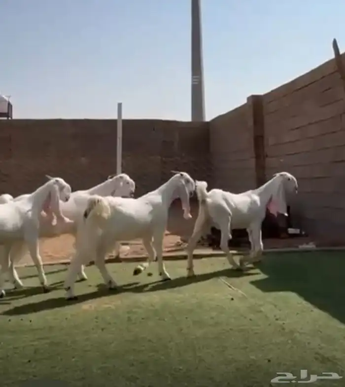 عرض نادر .. جفار بيض مطورات 0