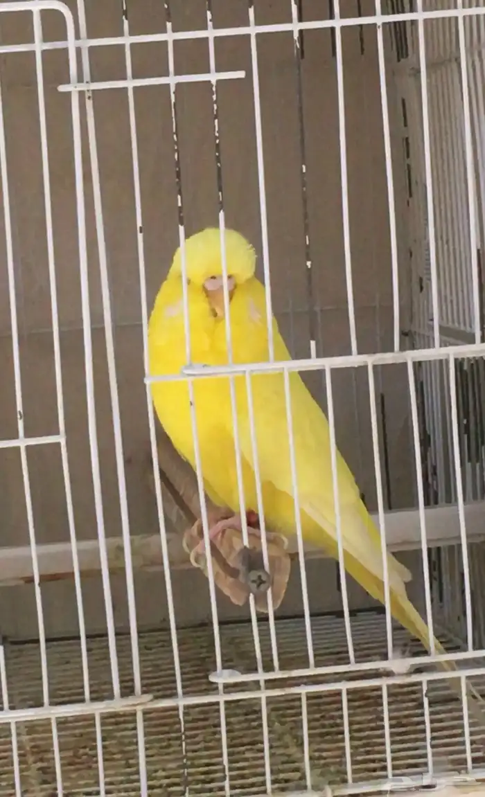 بادجي انجليزي   بادجي انقليزي 5