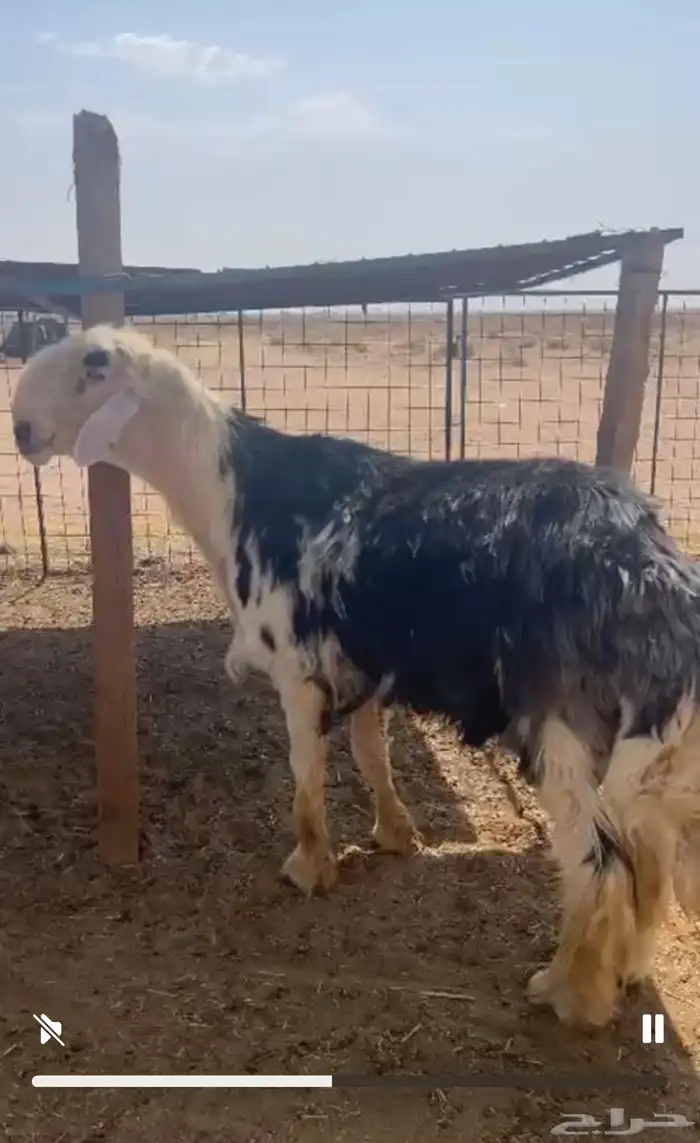 فحل نجدي مشروط تم البيع 0