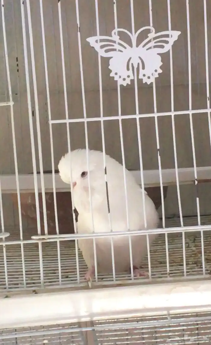 بادجي انجليزي   بادجي انقليزي 2