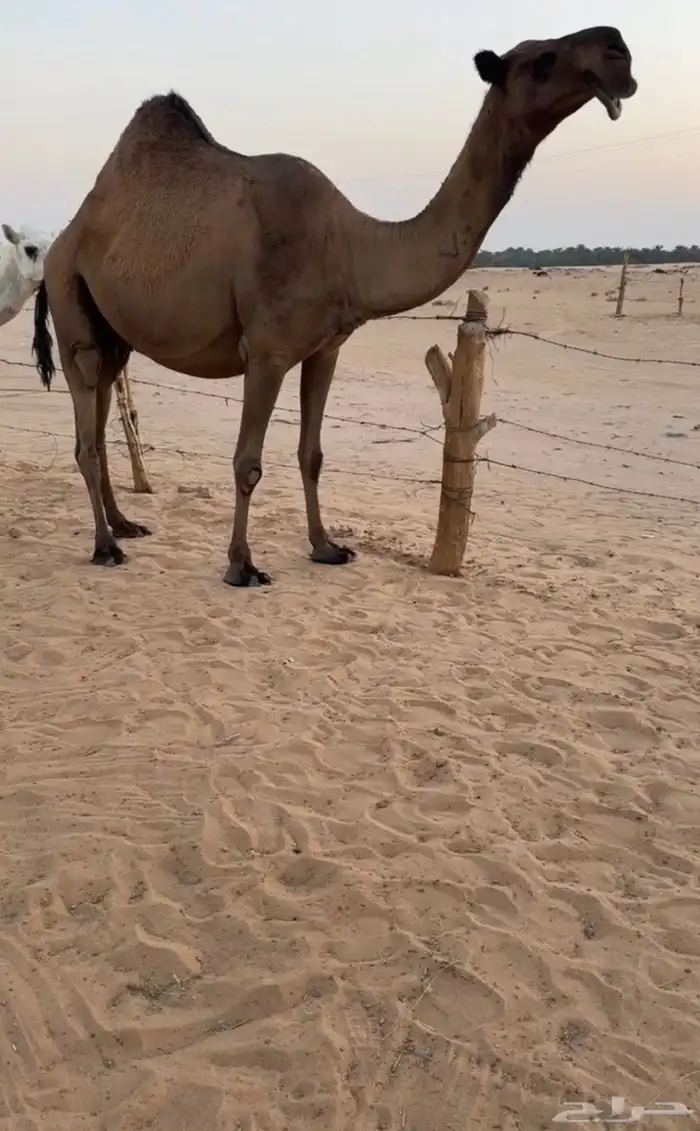 القحه صفرا رمانيه 2