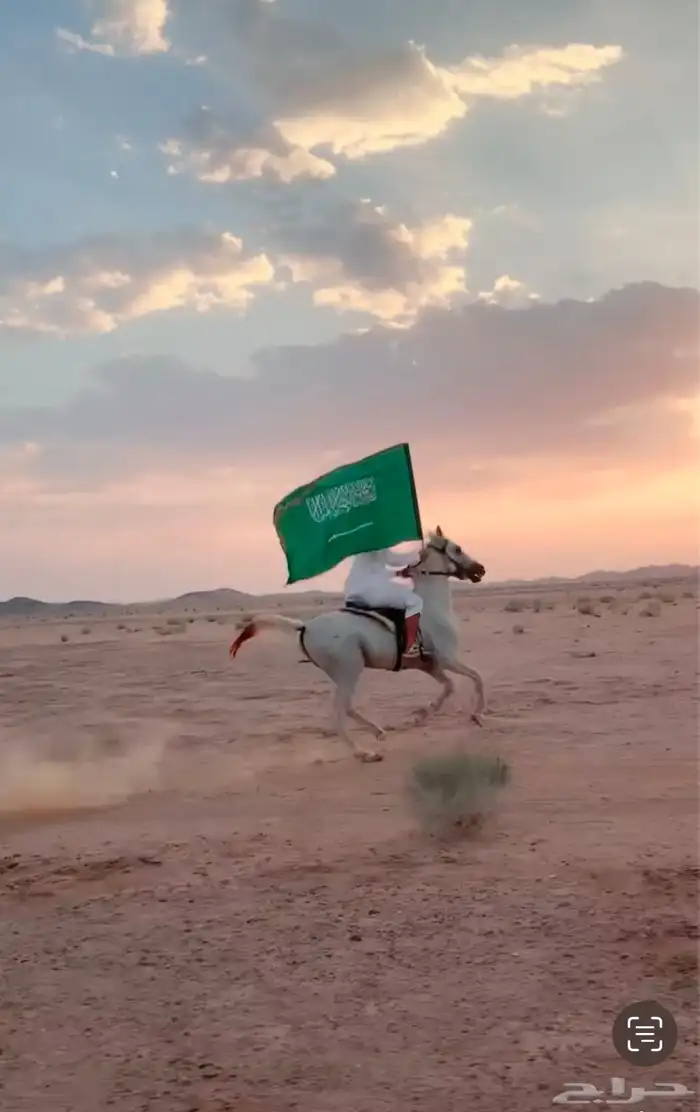 حصان اصفر شعبي للبيع 1