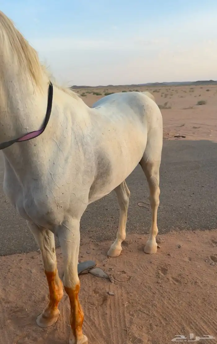 حصان اصفر شعبي للبيع 3